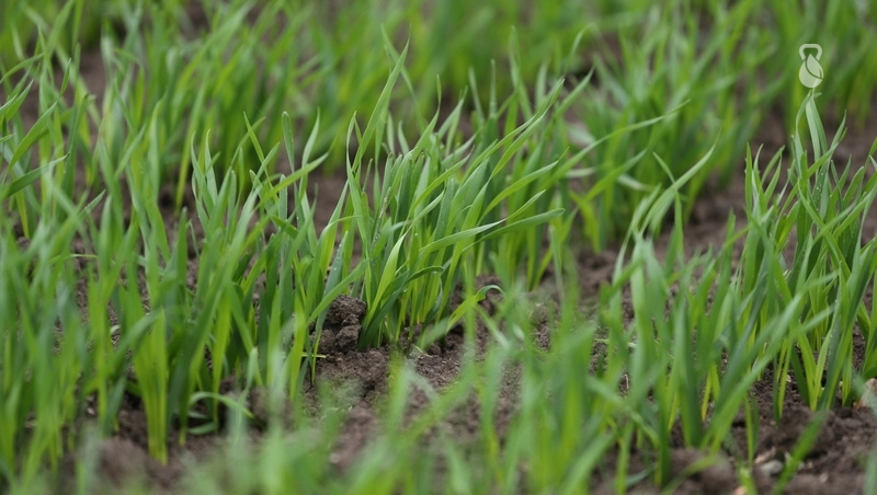      Фото: Дмитрий Ахмадуллин / / ИА «Победа26»