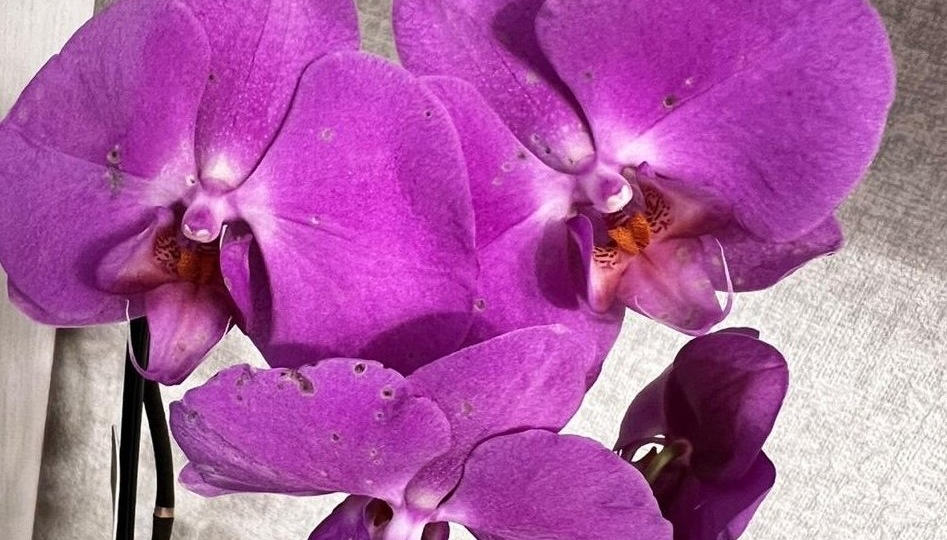 Не орхидея, а царица подоконника: как ухаживать зимой - схема полива