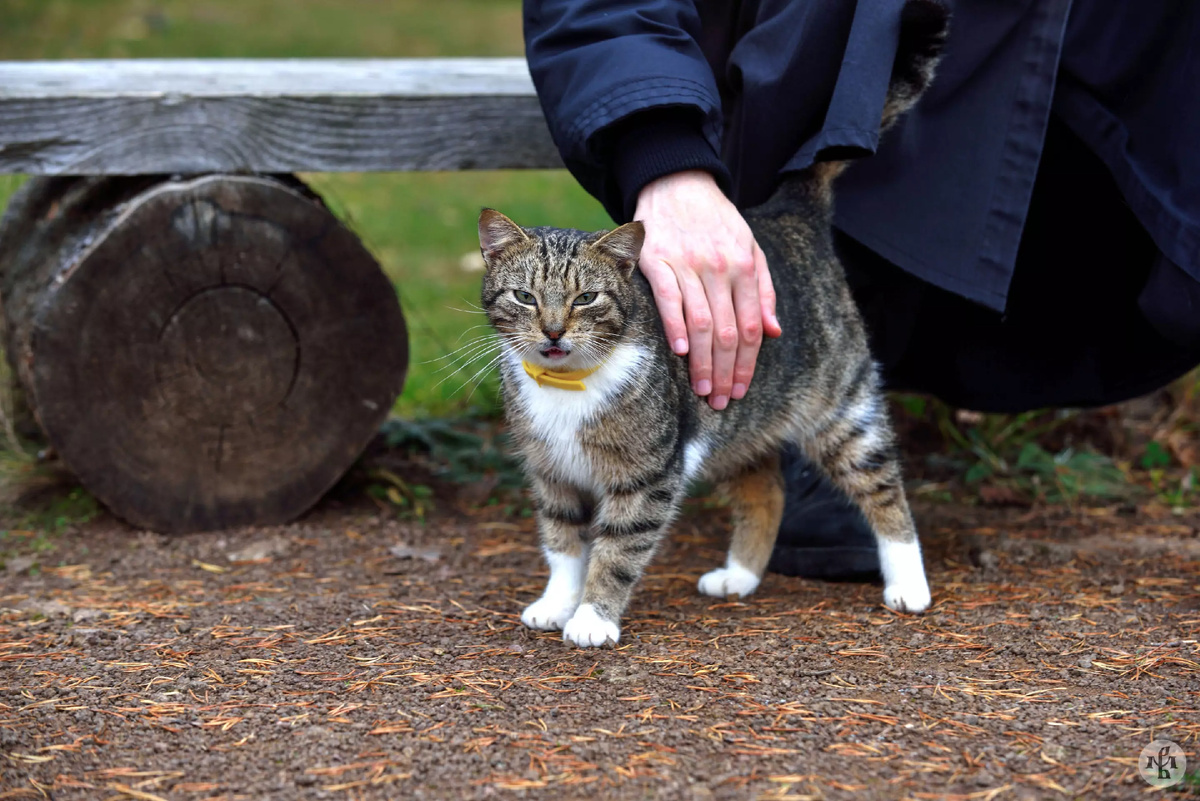 Источник фото: официальный сайт Валаамского монастыря, https://valaam.ru/