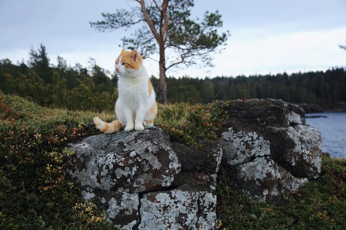 Источник фото: официальный сайт Валаамского монастыря, https://valaam.ru/