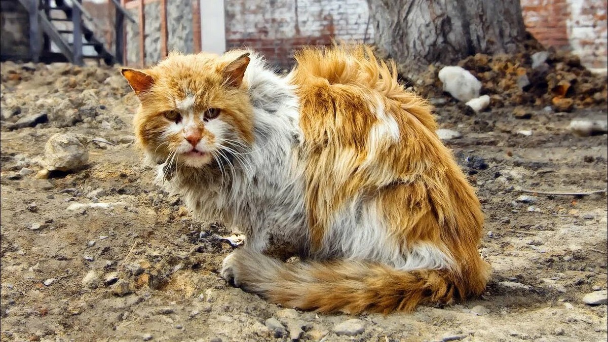 Фото взято из открытого доступа.