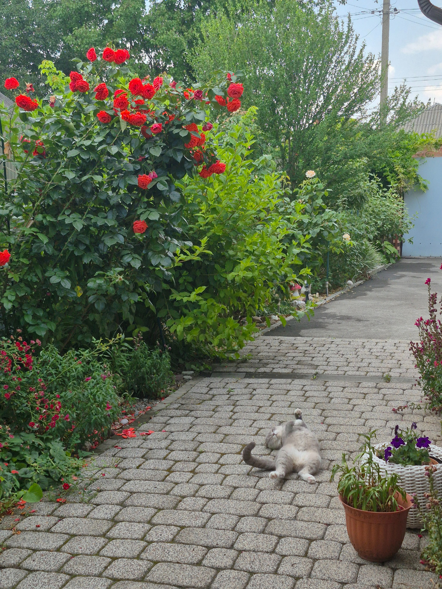 Пока розы цветут - отдыхаешь и наслаждаешься)