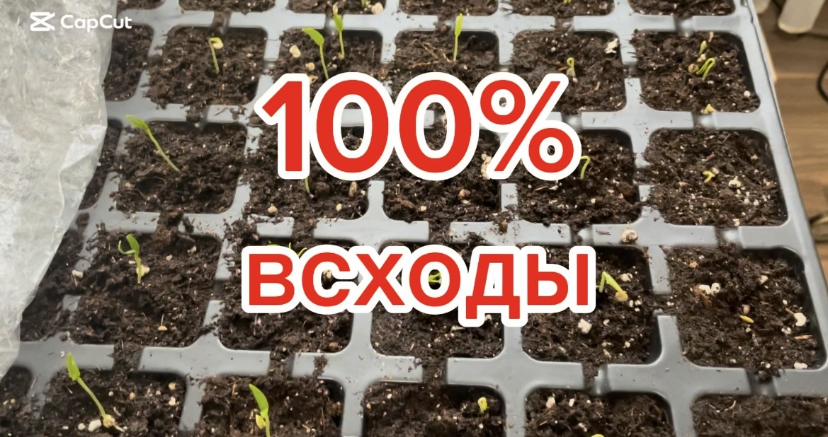 Первые всходы томатов 