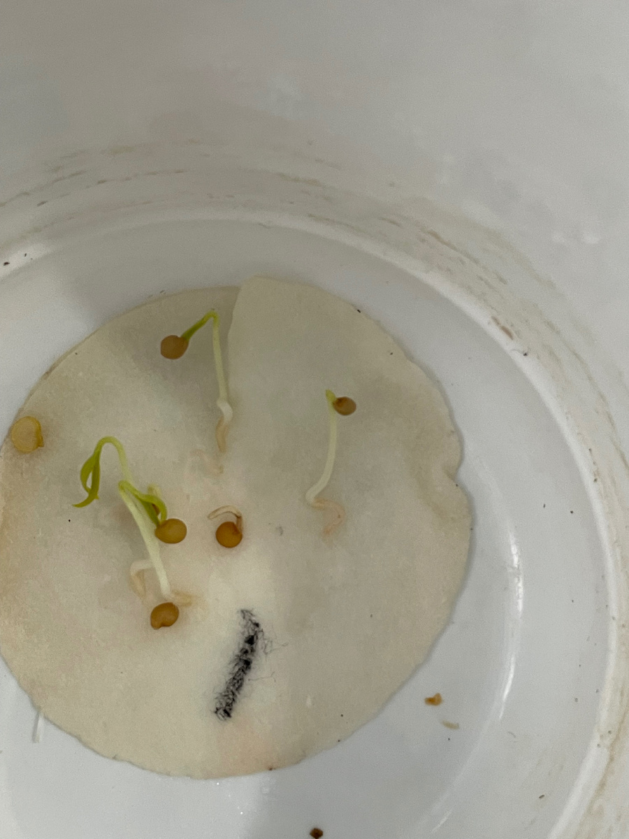 Проращивание на ватных дисках 