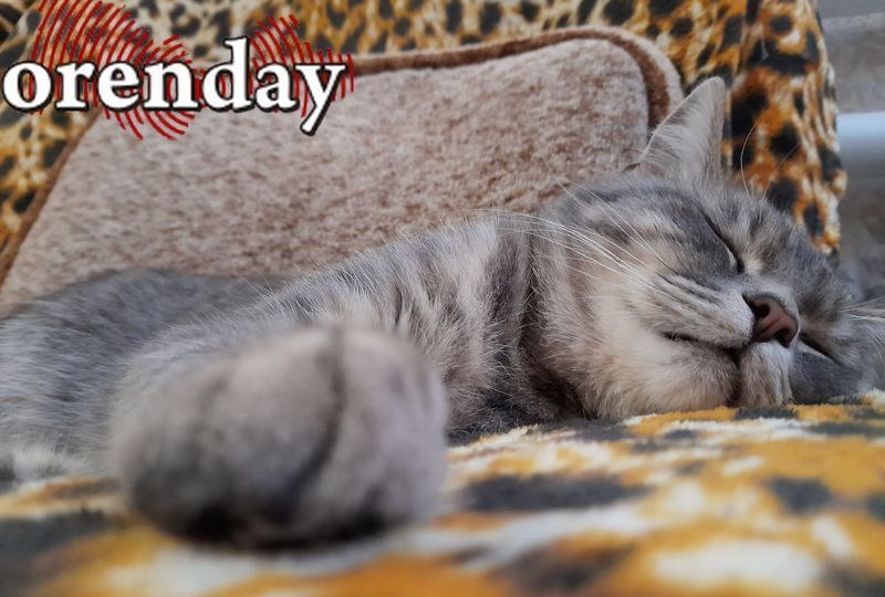 СОН С КОТОМ: СТОИТ ЛИ ПУСКАТЬ ПУШИСТОГО ДРУГА В ПОСТЕЛЬ? СОВЕТЫ ДЛЯ ОРЕНБУРЖЦЕВ