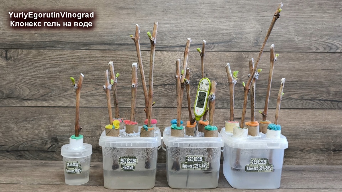 Умные укоренители черенков винограда.