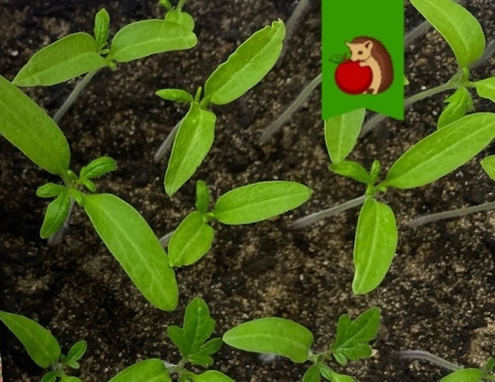 Благоприятные дни для посадки помидоров на рассаду в феврале 2026 года