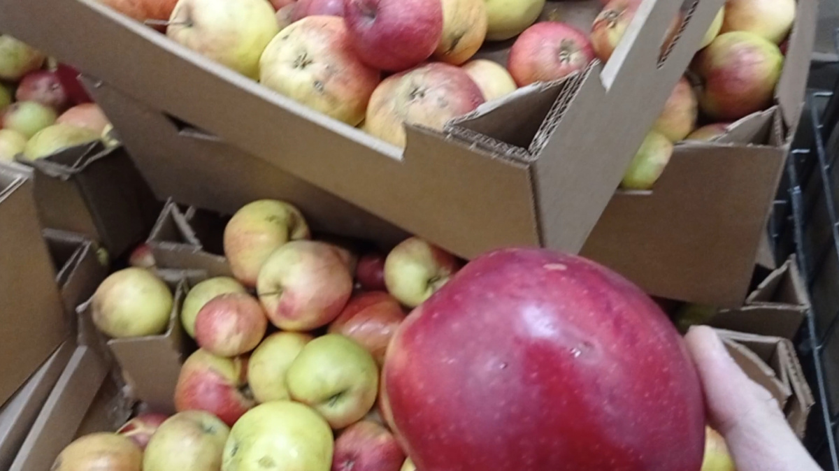 Это действительно очень вкусные яблоки совсем дёшево