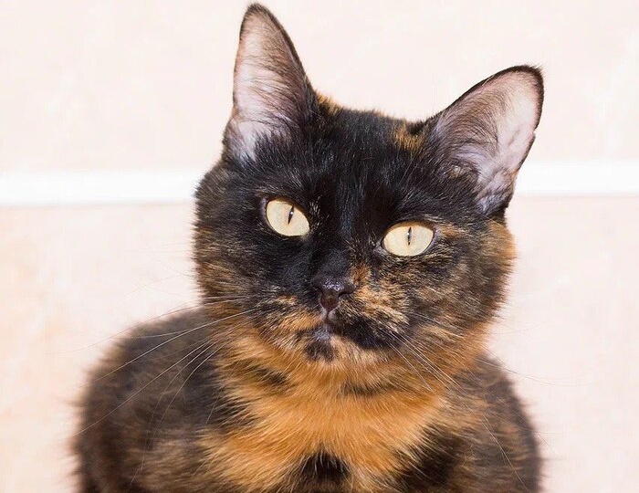 Черепашки - тоже люди!