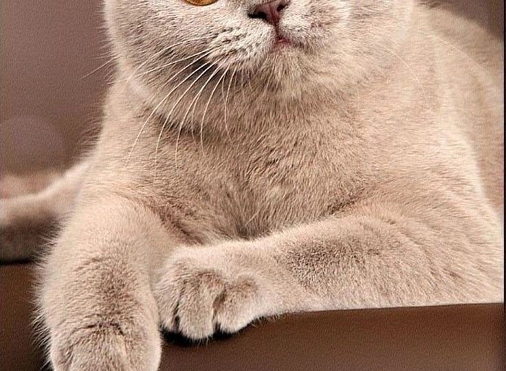 Мемы с котами. Порция позитива