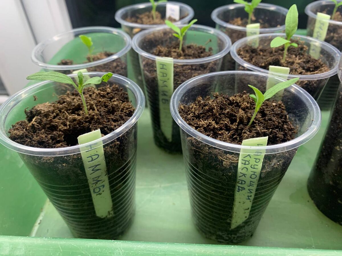 Сорт видно через прозрачный стаканчик. Фото автора 