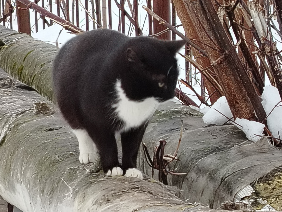 Бездомный котик. 