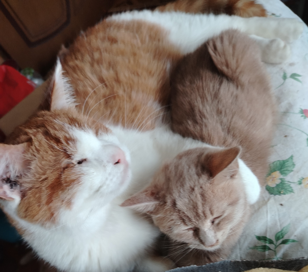 Слепой Бонифаций с Анискин. Теперь тоже слепым. 