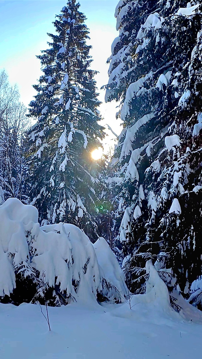 "Ели, ростом в 40 метров, задумчиво в лесу стоят...". Фото Татьяны Федотовой.