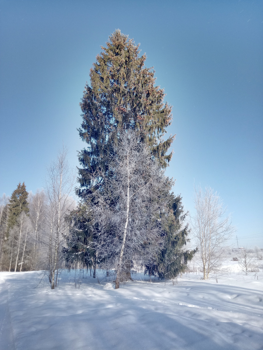 Могучая ель и тонкая берёзка. Фото Татьяны Федотовой.