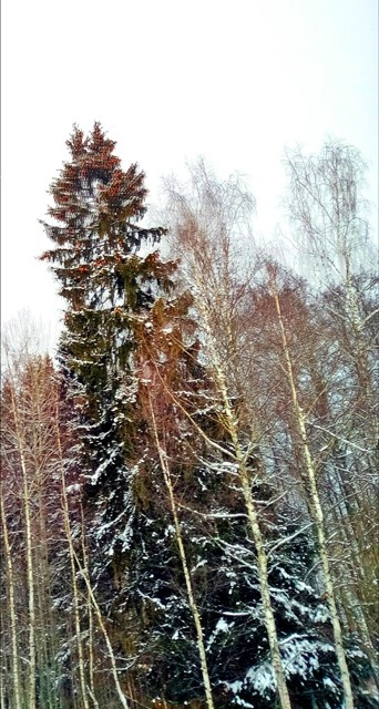 "... Здесь ели ростом – до небес" Автор фото- Татьяна Федотова.