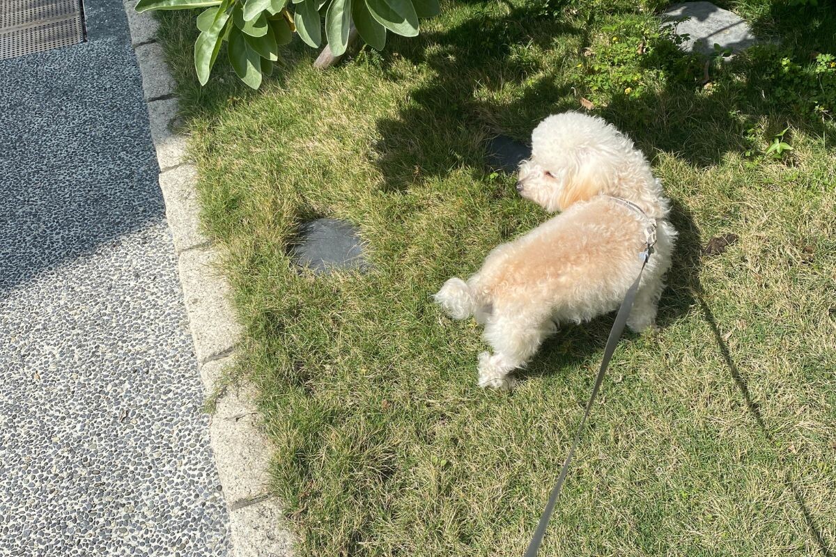 Почему собака долго ищет место для туалета 