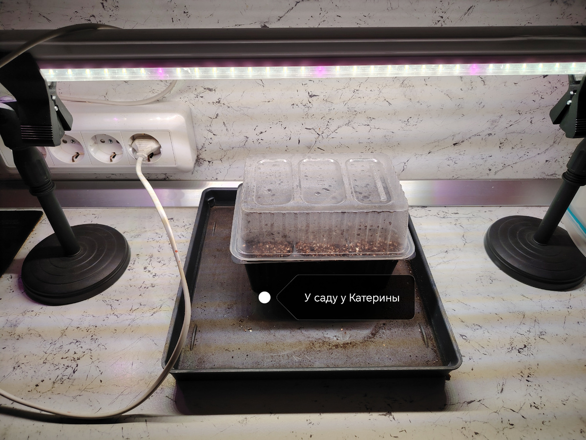 Посевы в тепличке