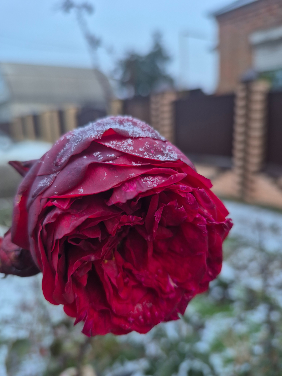 Ред Пиано под первым снегом