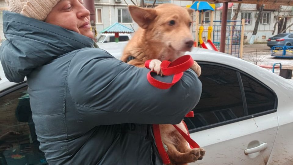 Маленькая собачка ищет дом