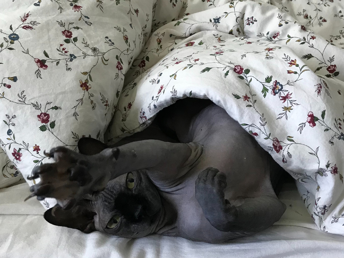 Котенька - главный пододеяльный обитатель