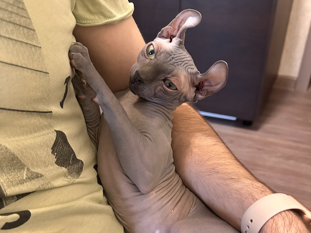 Мини-трактор: стоит только взять на руки как начинается «мрррр-мрррр-мрррр»