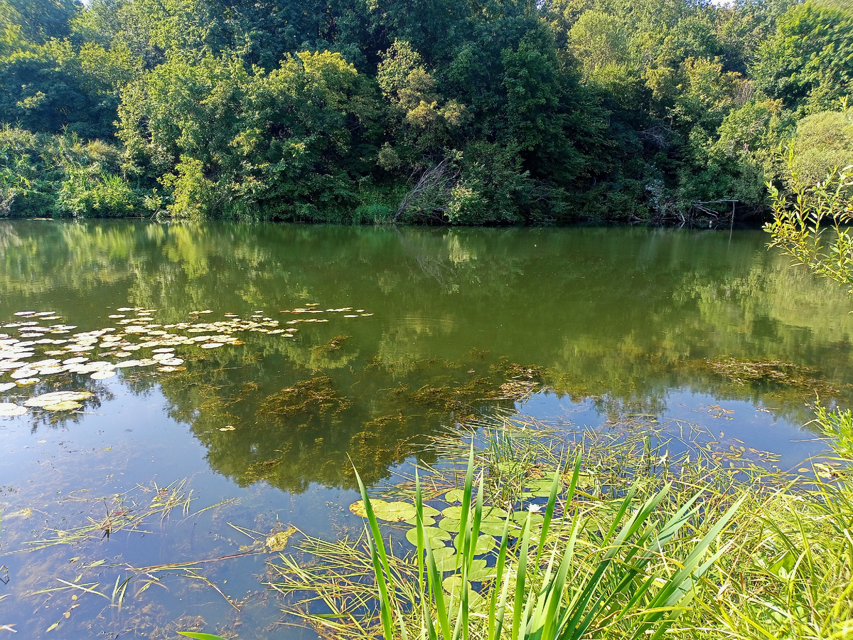 Карасиное место