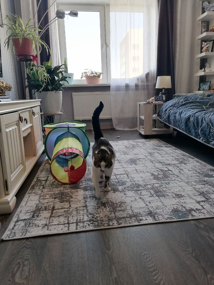 Я Гоша и у меня всё хорошо! 😽🐾