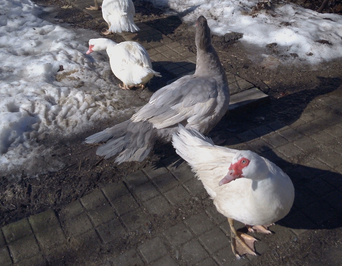 Весна, ты где?