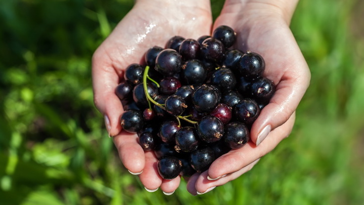 Результат правильной подкормки