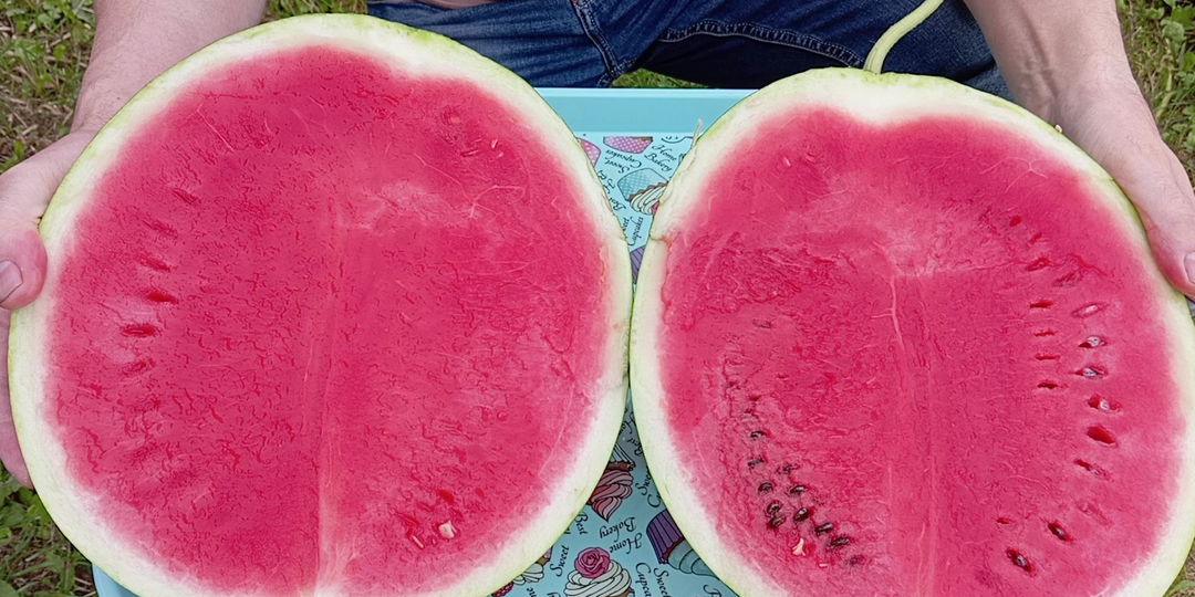 ТОП-10 самых вкусных гибридных сортов арбуза, 2025!!!