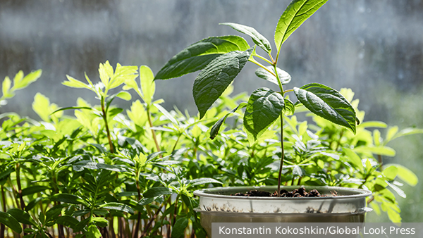     Фото: Konstantin Kokoshkin/Global Look Press   
 Текст: Ольга Никитина