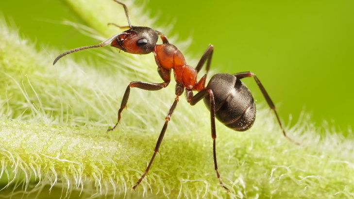 Садовые муравьи превратили мои грядки в свою территорию