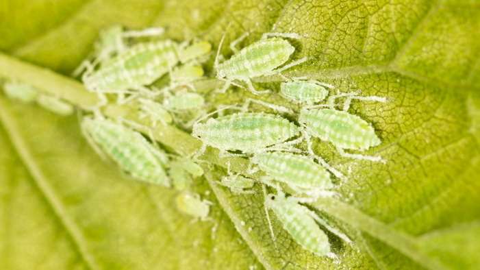 Характерные признаки присутствия садовых муравьев на овощных грядках