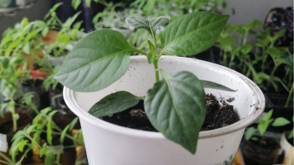 Результат беспикировочного метода - здоровые растения за 45 дней