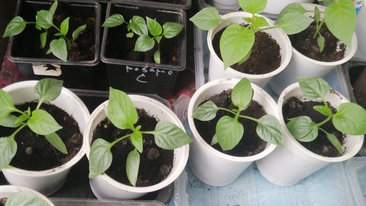 Сравнение развития рассады в разных емкостях - все методы работают