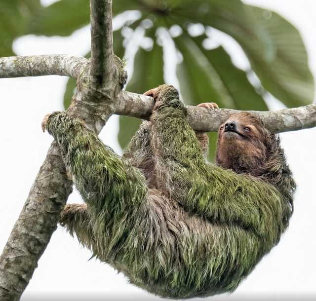 "Зеленая" шерсть ленивца напичкана природными антибиотиками