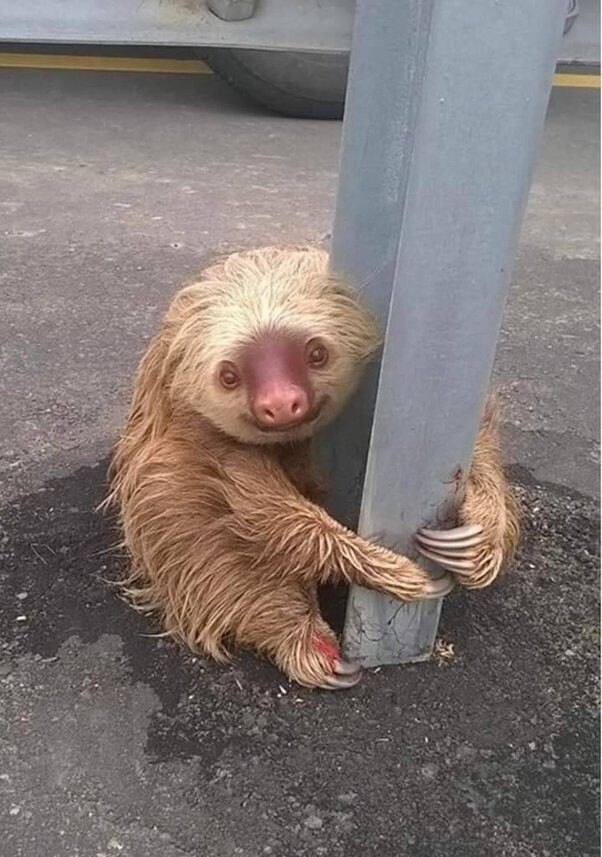 Полицейский в Эквадоре заметил испуганного малыша ленивца