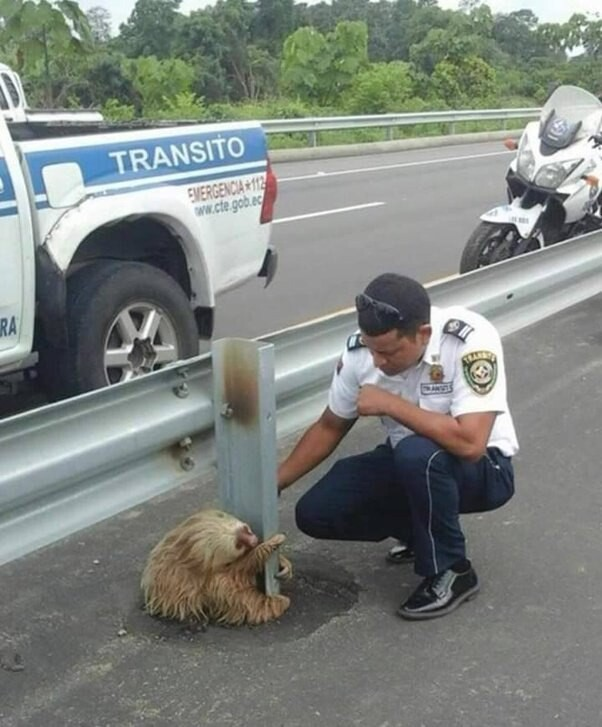 Полицейский отвез его к ветеринару, ленивца выходили и отпустили