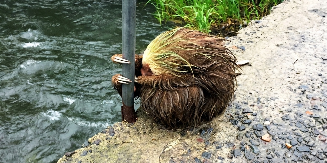 Почему ленивцы не вымерли: как хищники их до сих пор не истребили?