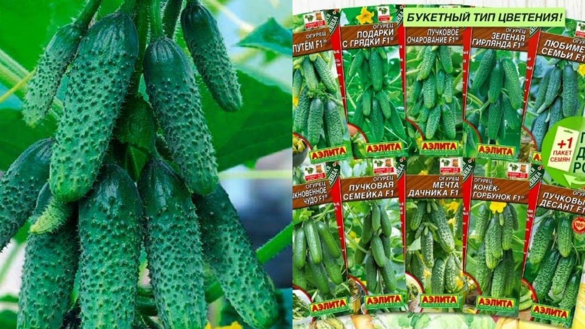 Все эти сорта обещали фантастические урожаи - проверил на собственном опыте