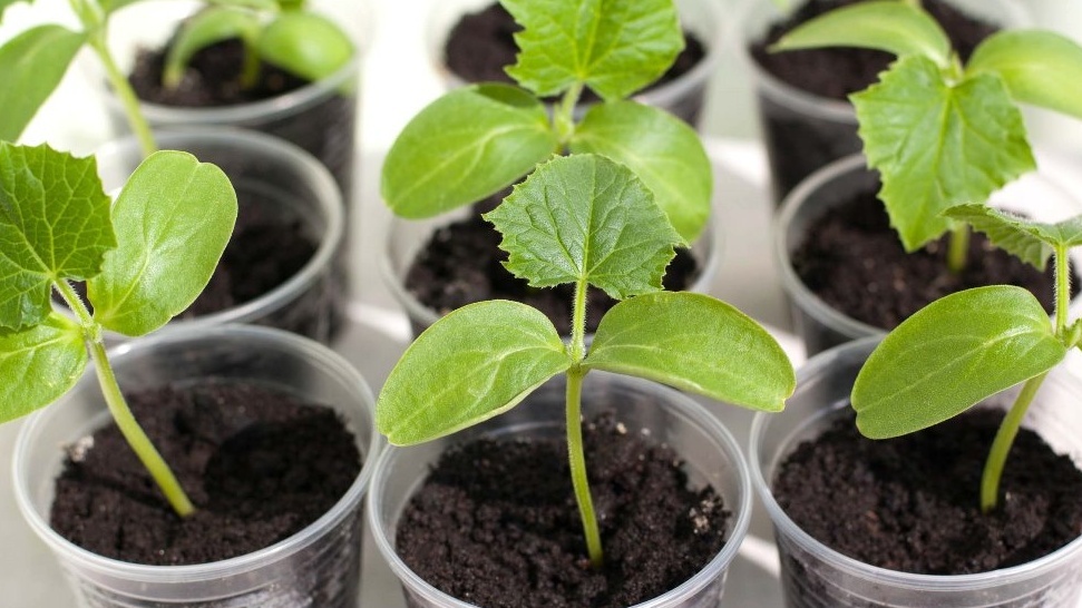  Так выглядели все растения в начале эксперимента - условия абсолютно одинаковые