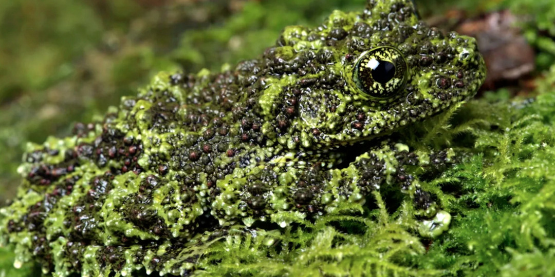 Вьетнамский "партизан": маскировка 80-го уровня