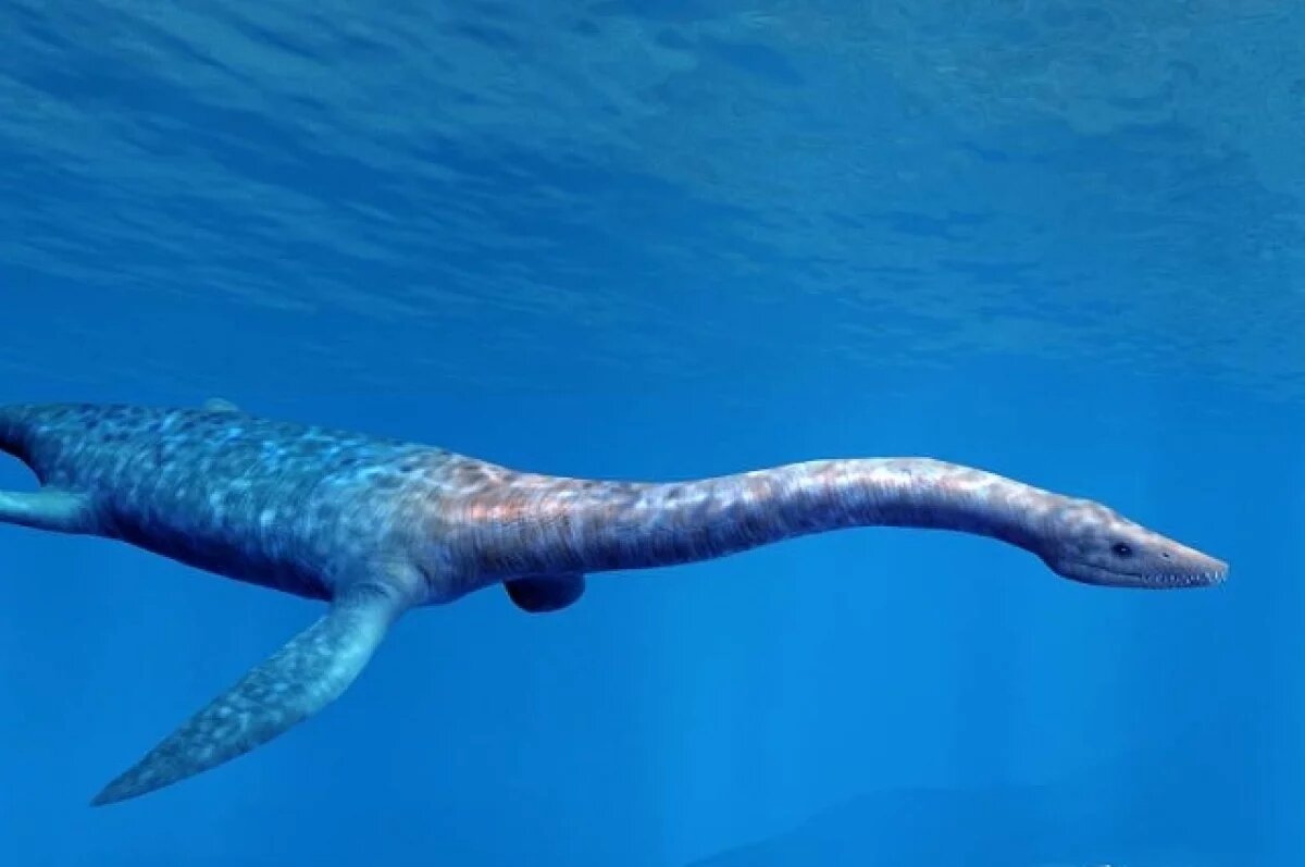    200 млн лет назад на территории Пензенской области было море.