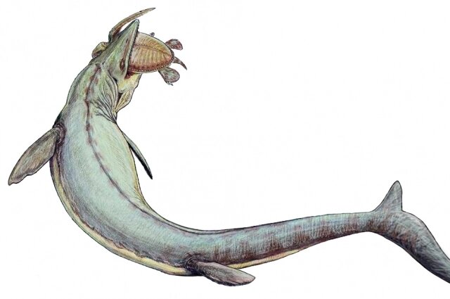    Мозозавр Гофмана, обитавший у нас, достигал в длину 17 метров. Фото: Википедия/ Dmitry Bogdanov