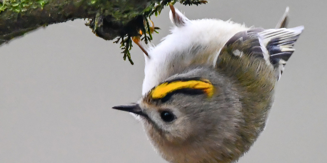 Самый маленький монарх Европы