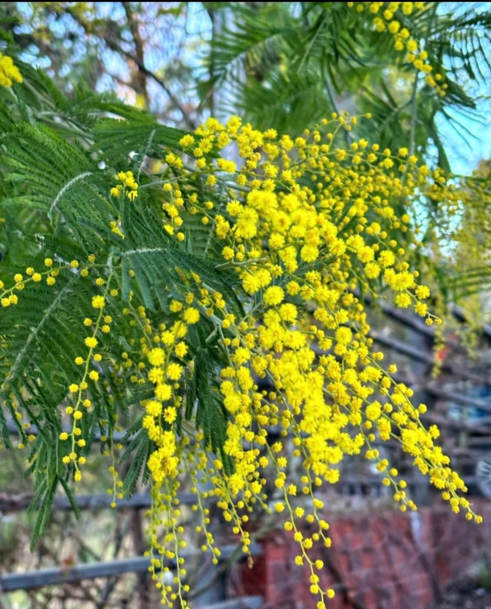 Мимоза - вестница весны.