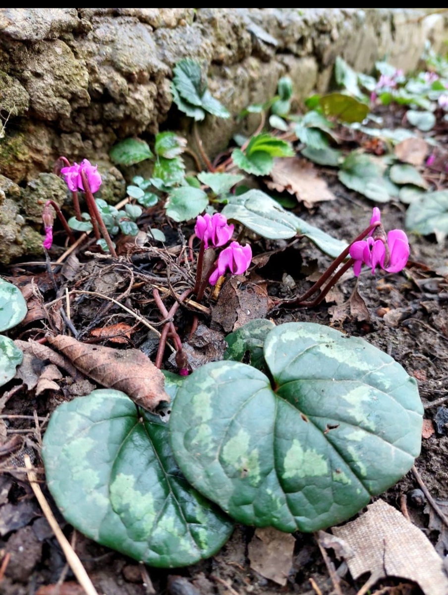 Такая прелесть раньше радовала глаз и у меня во дворе. Но Плюшечка все выкопал...