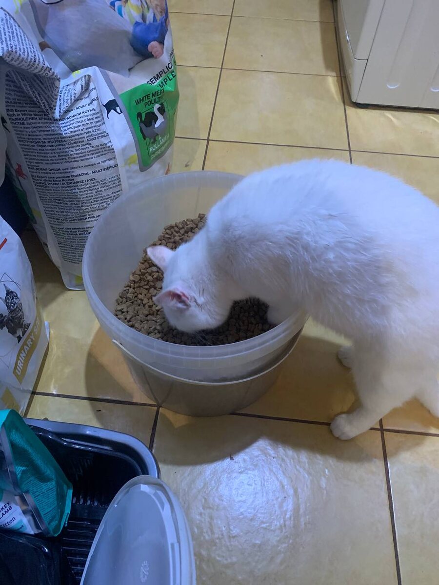 Белоснежка и её большая миска