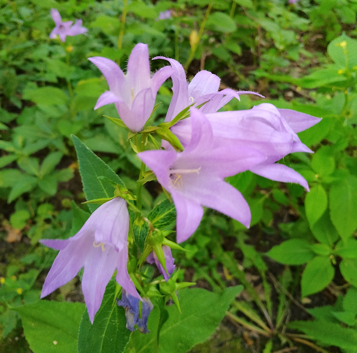 Ну ведь правда же скоро так будет... 